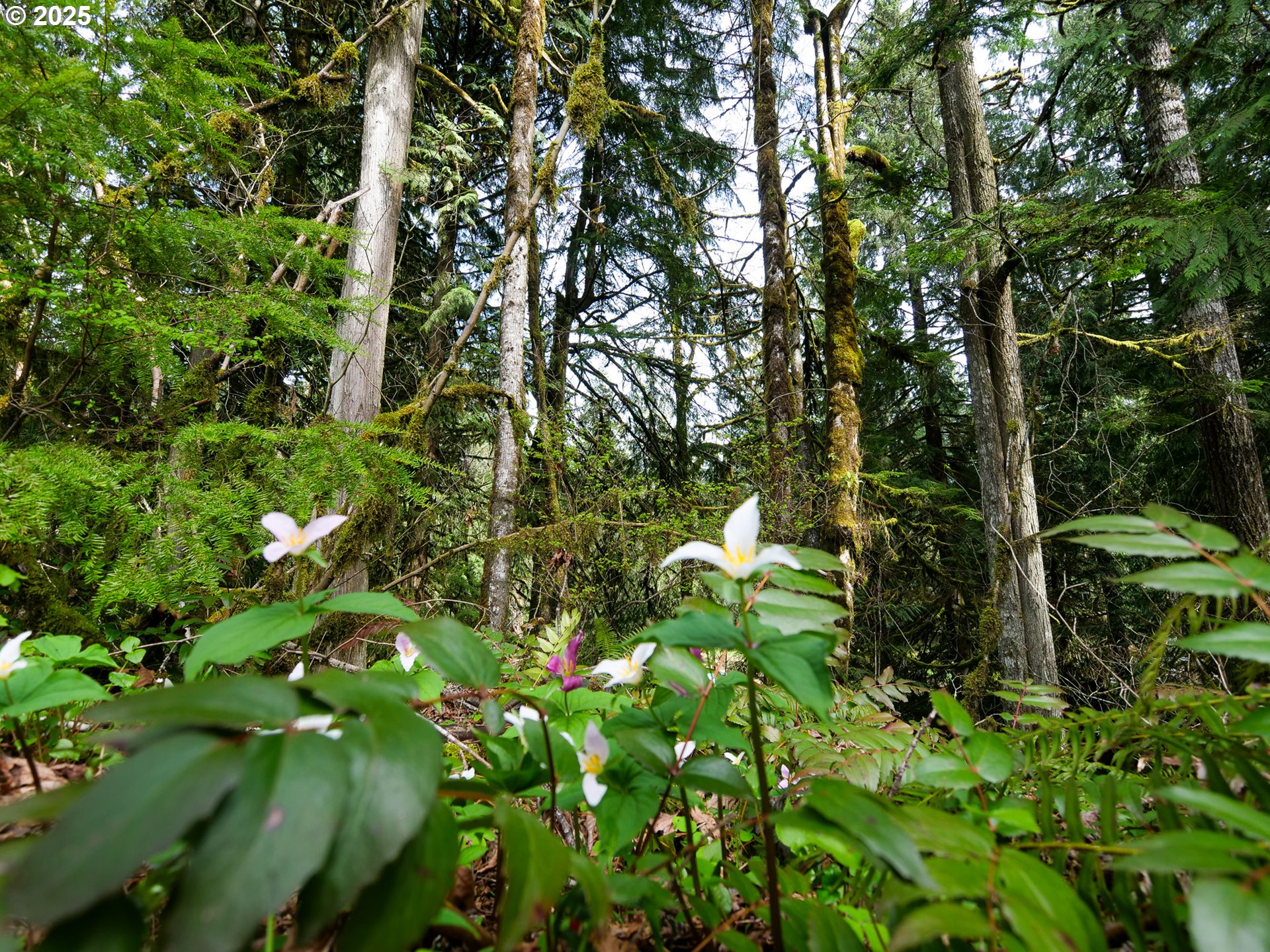 69947 East E Highway, Unit 1 Rhododendron, OR 97049 - Photo 19 of 25