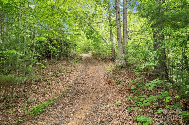 a view of a yard with plants and large trees