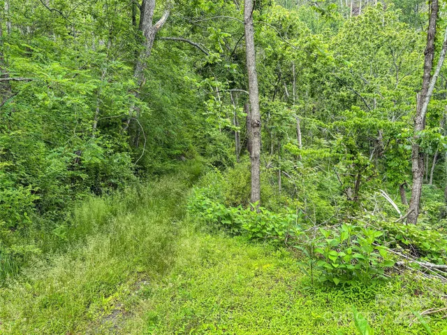 a view of a lush green forest