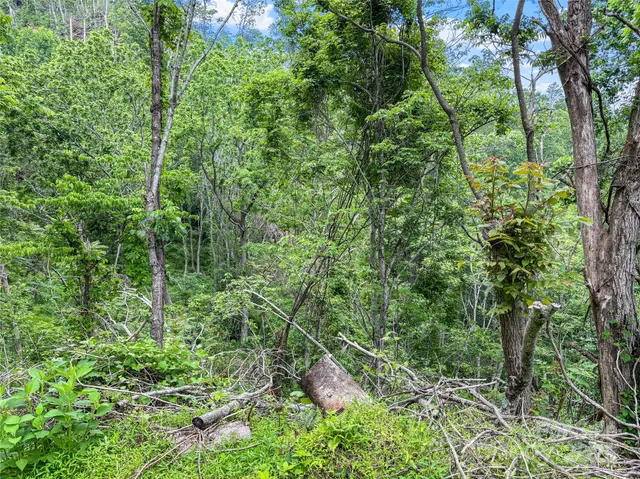 a backyard of a house with lots of trees