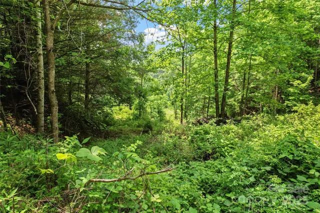 a view of a lush green forest