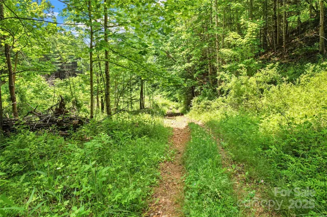 a view of a lush green forest