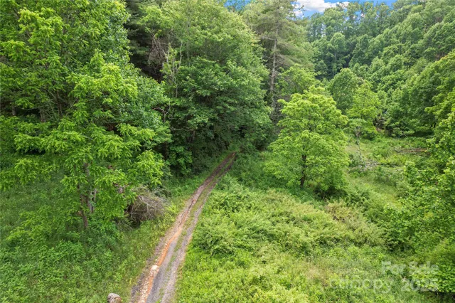 a view of a lush green forest