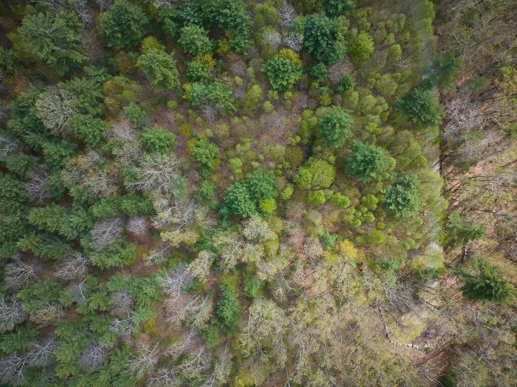 0 Miner Road Hardwick, MA 01082 - Photo 9 of 9 a view of a forest with a tree