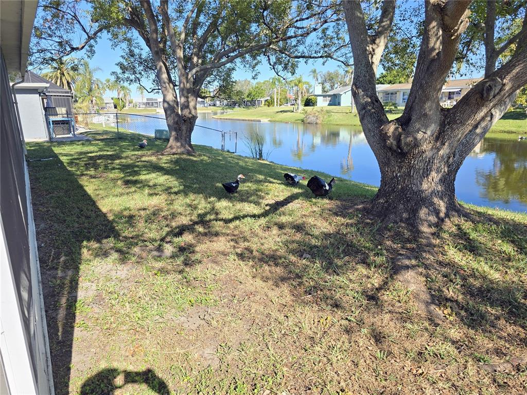 3604 Delta Place Holiday, FL 34691 - Photo 16 of 41 a view of backyard with tree