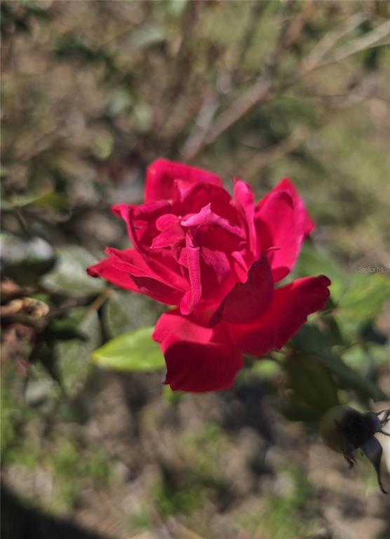 3604 Delta Place Holiday, FL 34691 - Photo 40 of 41 a view of a tree