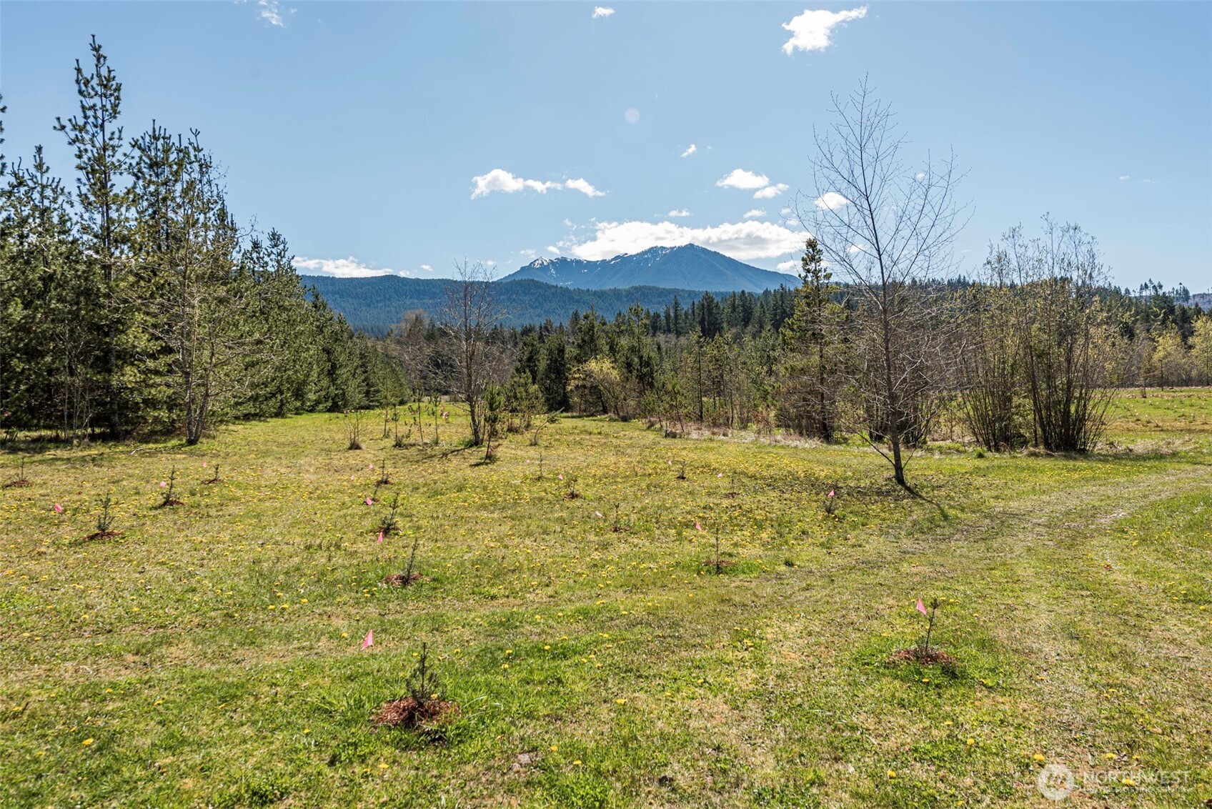 4890 Lost Mountain Road Sequim, WA 98382 - Photo 22 of 36 a view of a yard with a tree