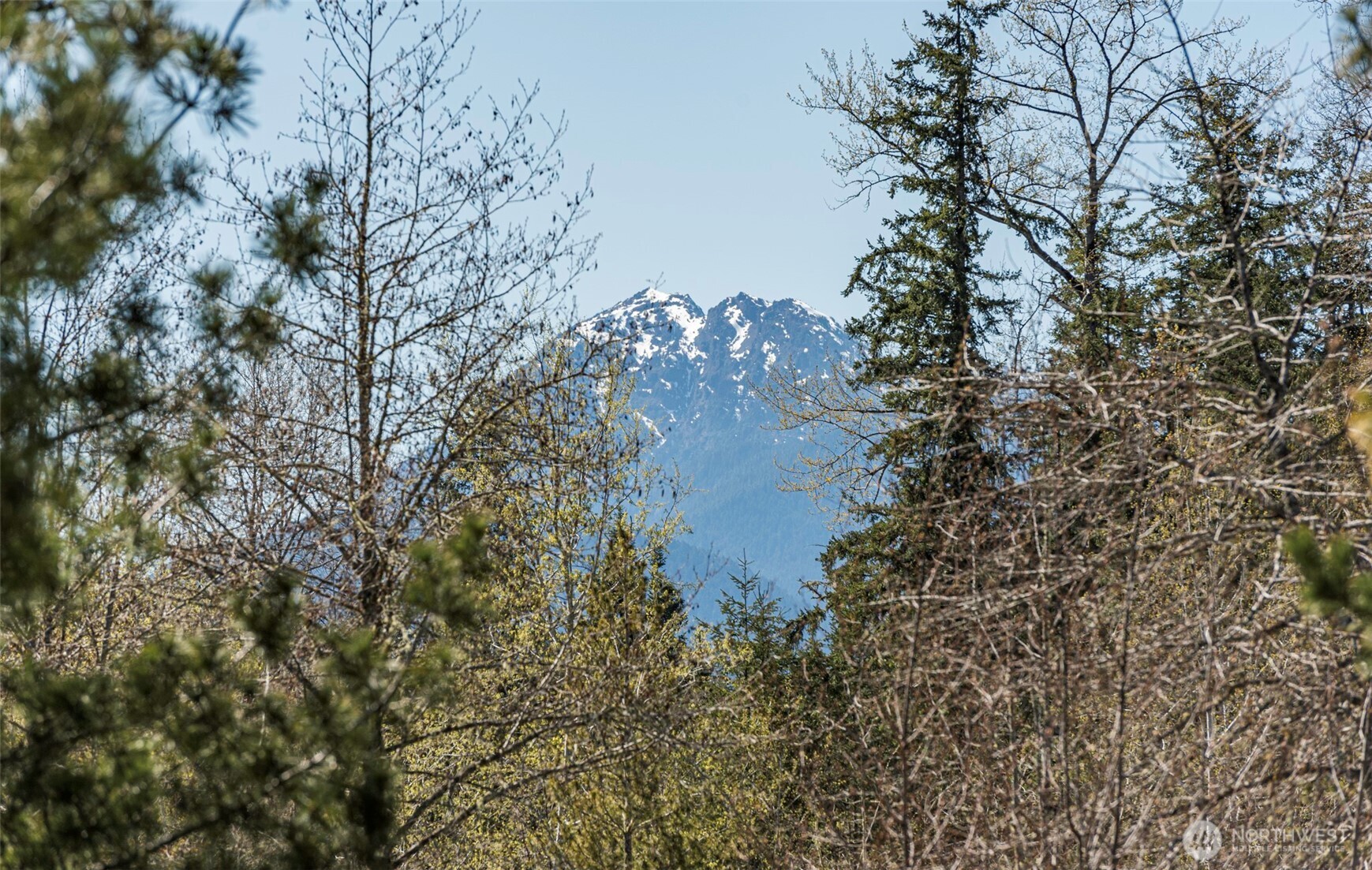 4890 Lost Mountain Road Sequim, WA 98382 - Photo 25 of 36 a picture of tree