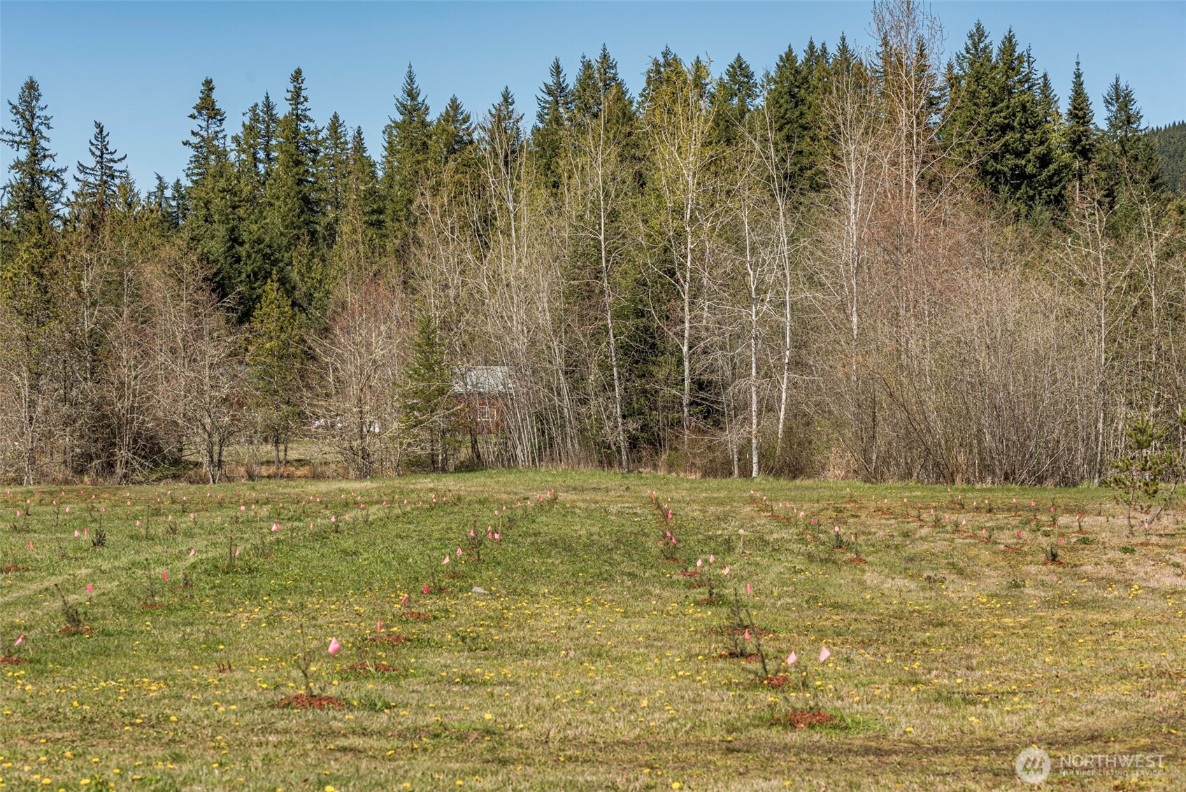 4890 Lost Mountain Road Sequim, WA 98382 - Photo 26 of 36 a view of a yard with trees in the background