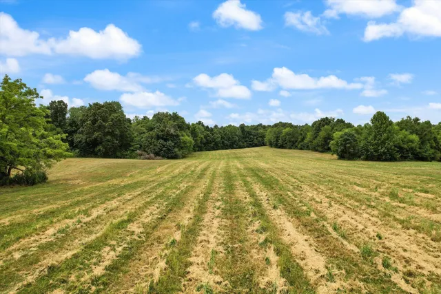 a view of a trees with a yard