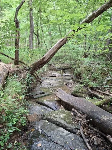 a view of a yard with plants