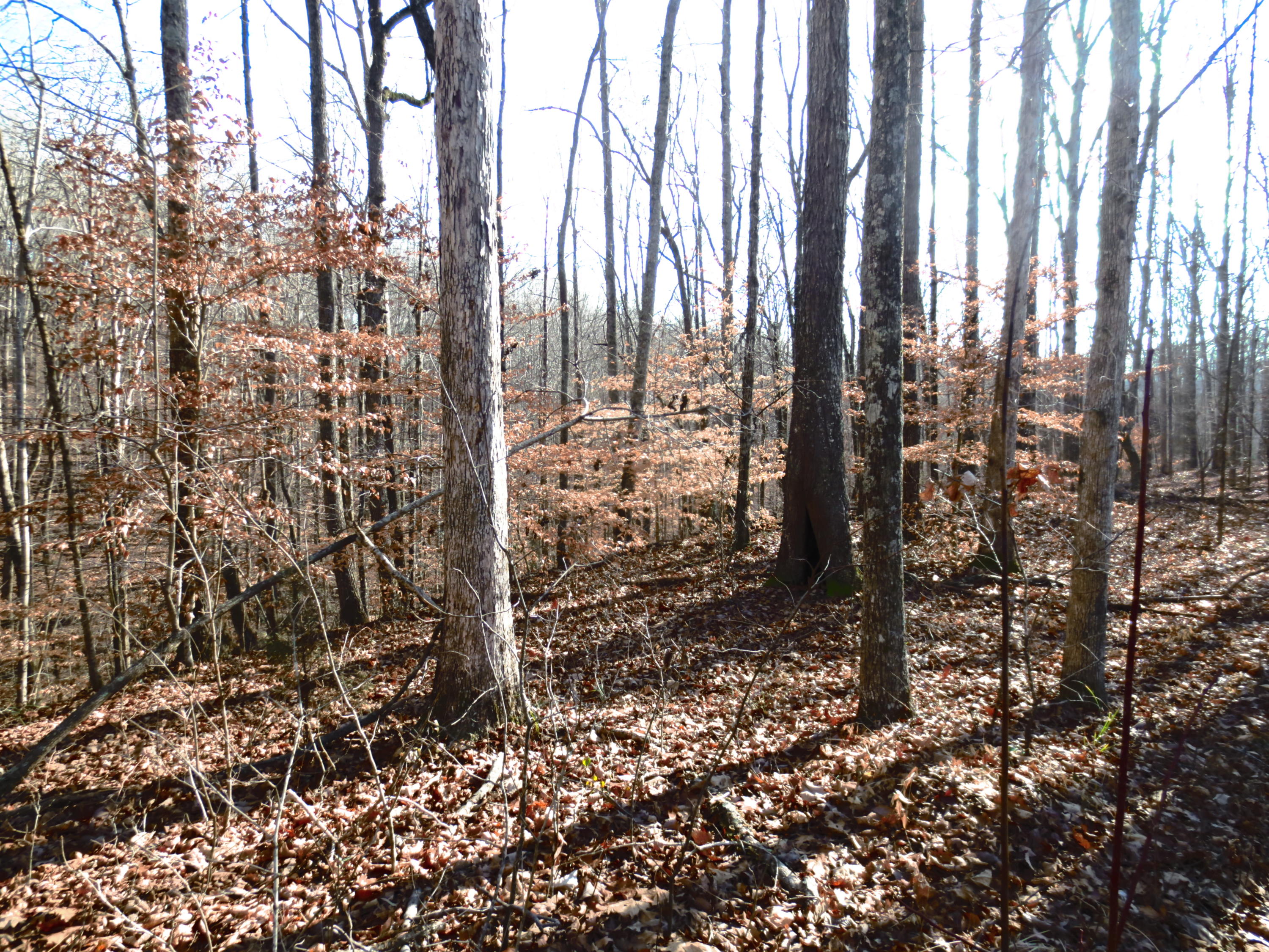 181 County Road Decatur, TN 37322 - Photo 14 of 40 IMG_6002