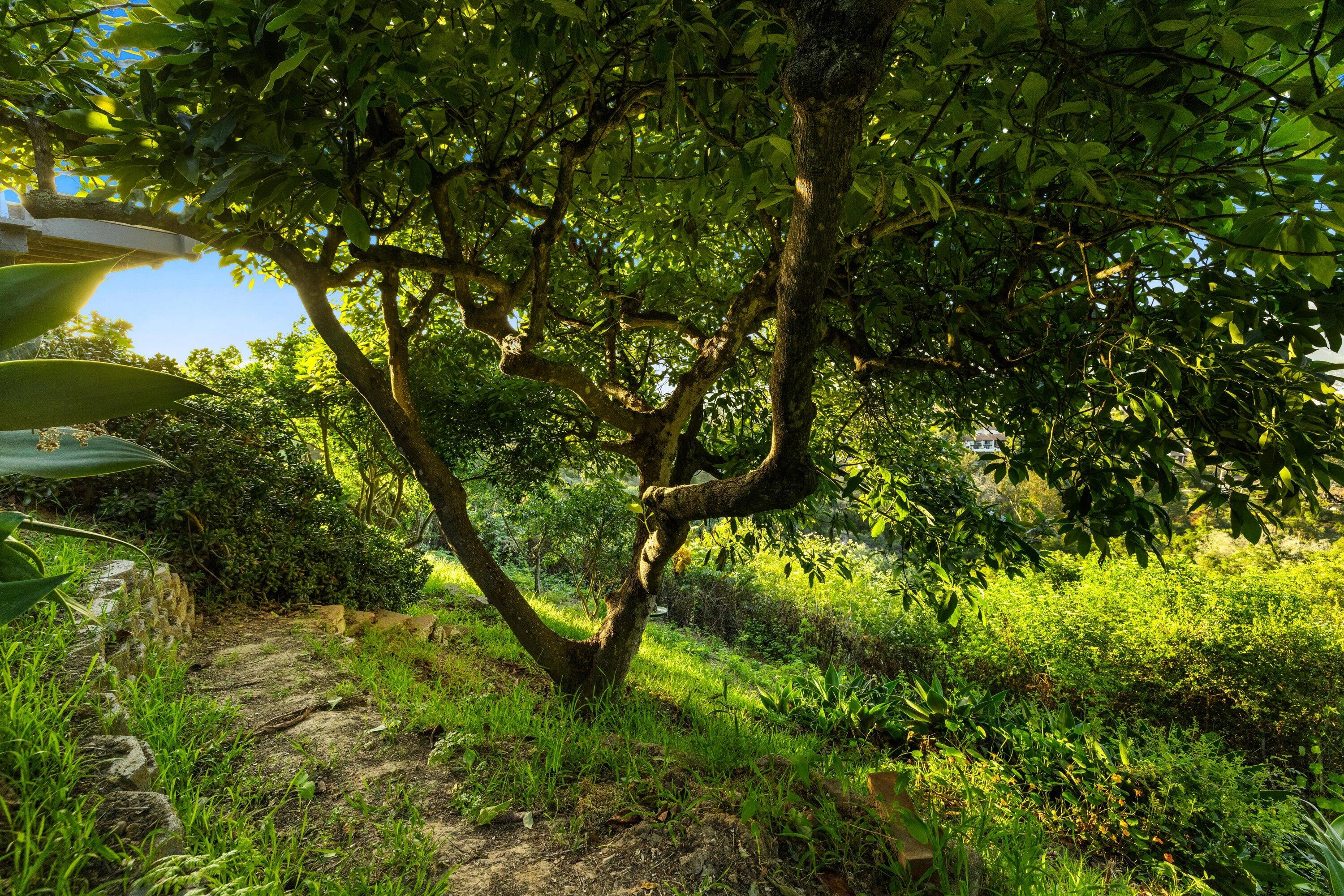 1638 La Coronilla Drive Santa Barbara, CA 93109 - Photo 32 of 41 Path to Lower Yard