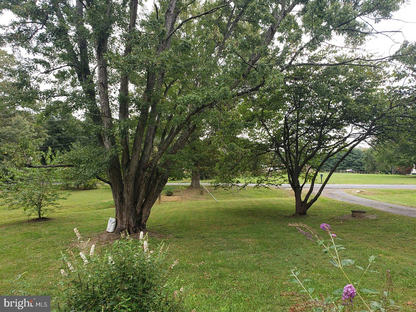 6004 Burr Hill Road Rhoadesville, VA 22542 - Photo 2 of 21 Beautiful Established Trees!