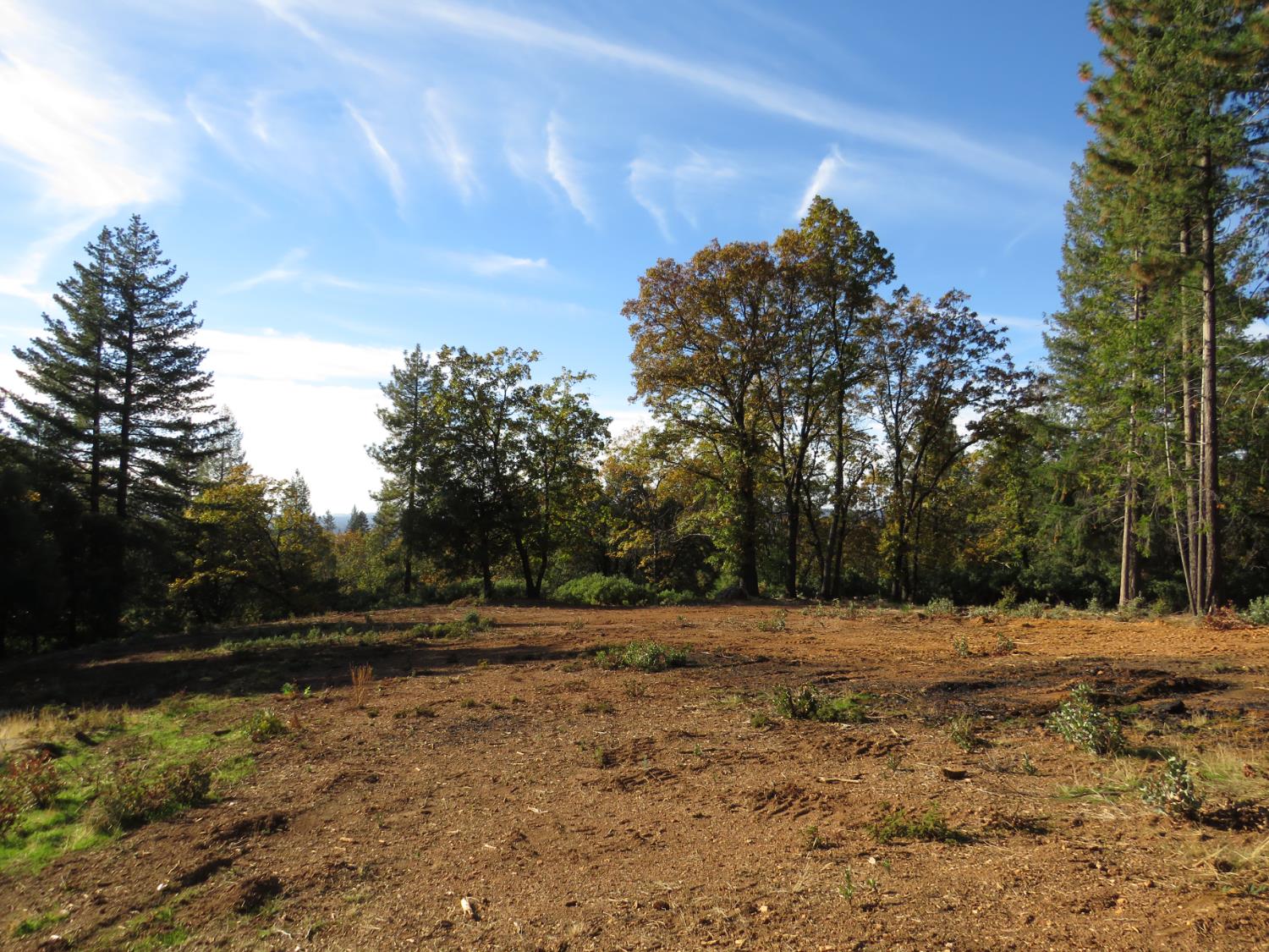 a view of a yard with a tree