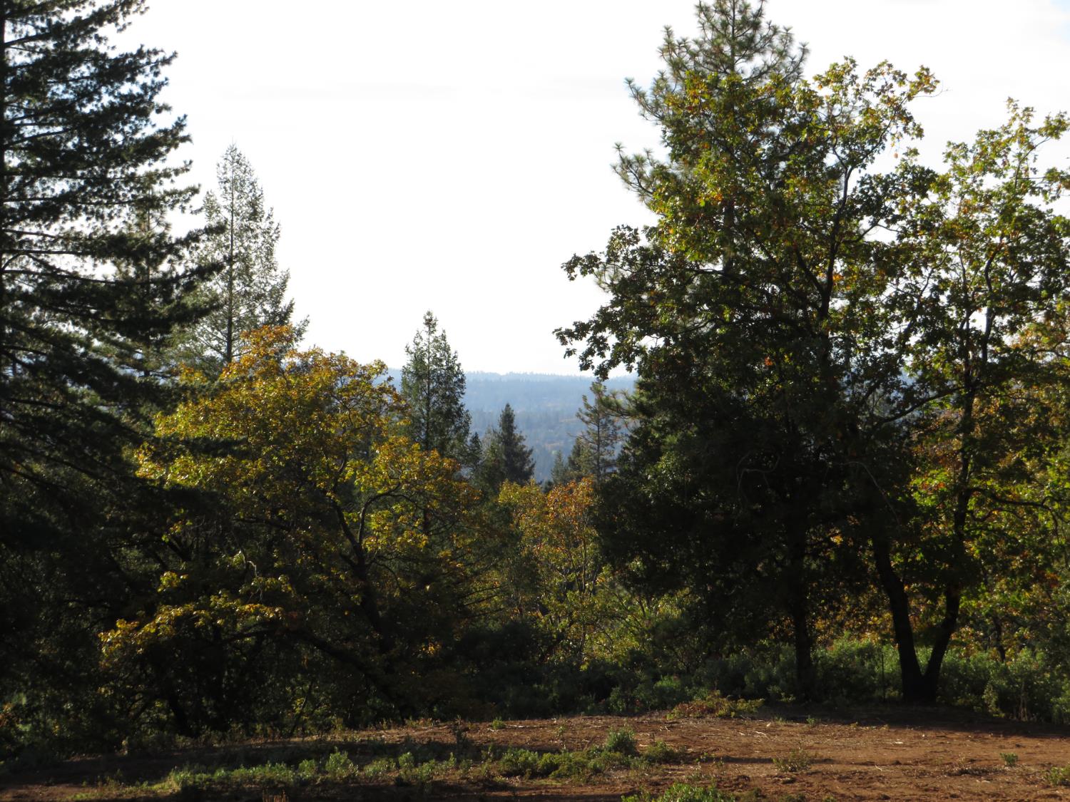 0 Steamers Ravine Road Colfax, CA 95713 - Photo 13 of 21 a view of a yard with plants