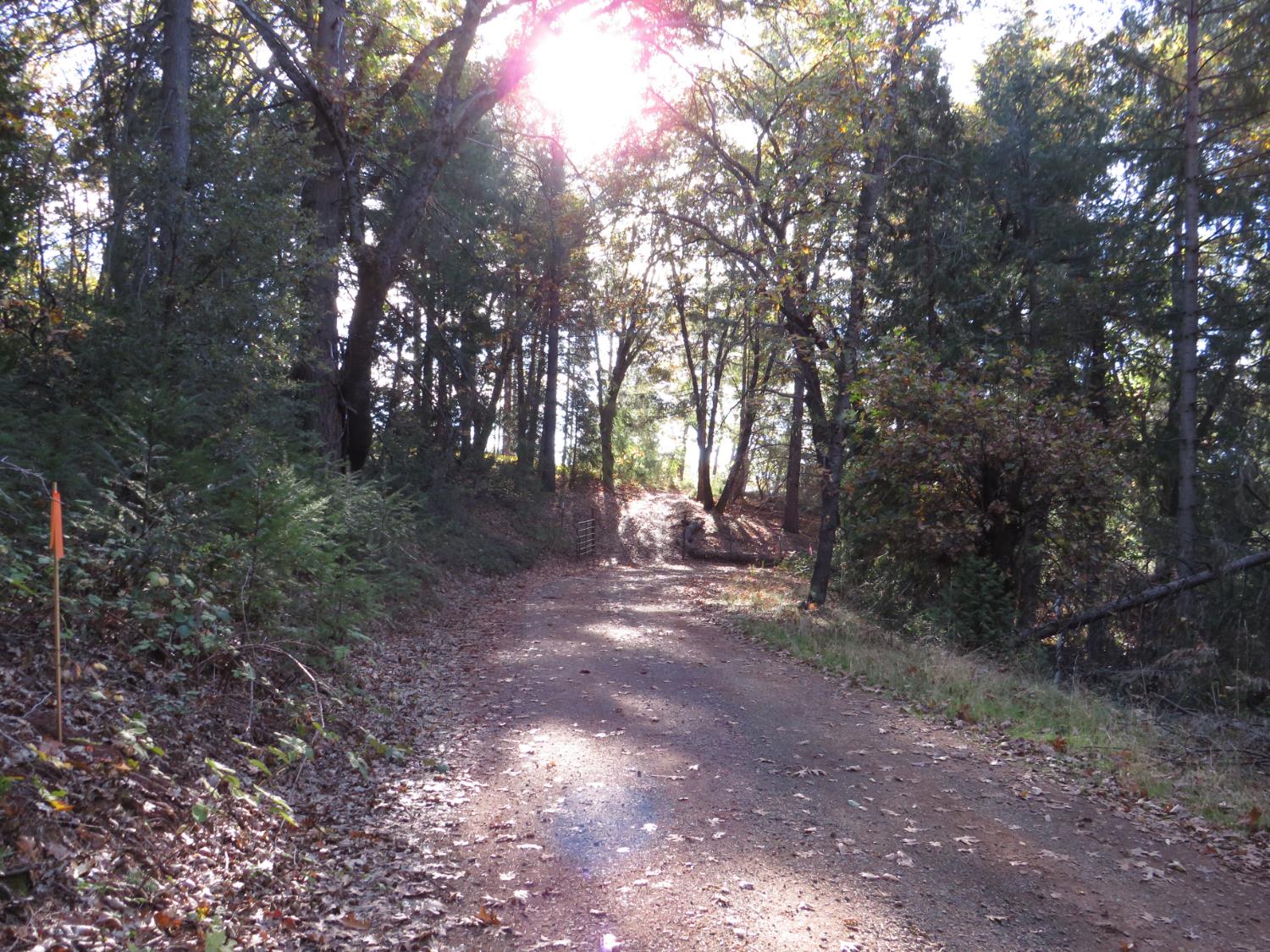0 Steamers Ravine Road Colfax, CA 95713 - Photo 20 of 21 a view of a forest with trees in the background