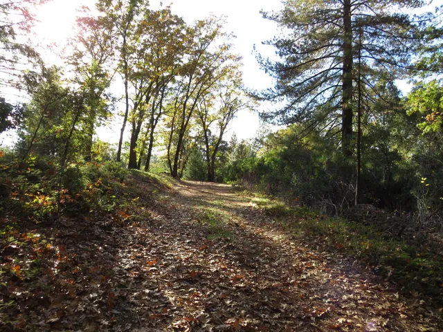 a view of outdoor space and trees
