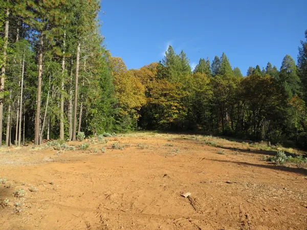 a view of a yard with trees