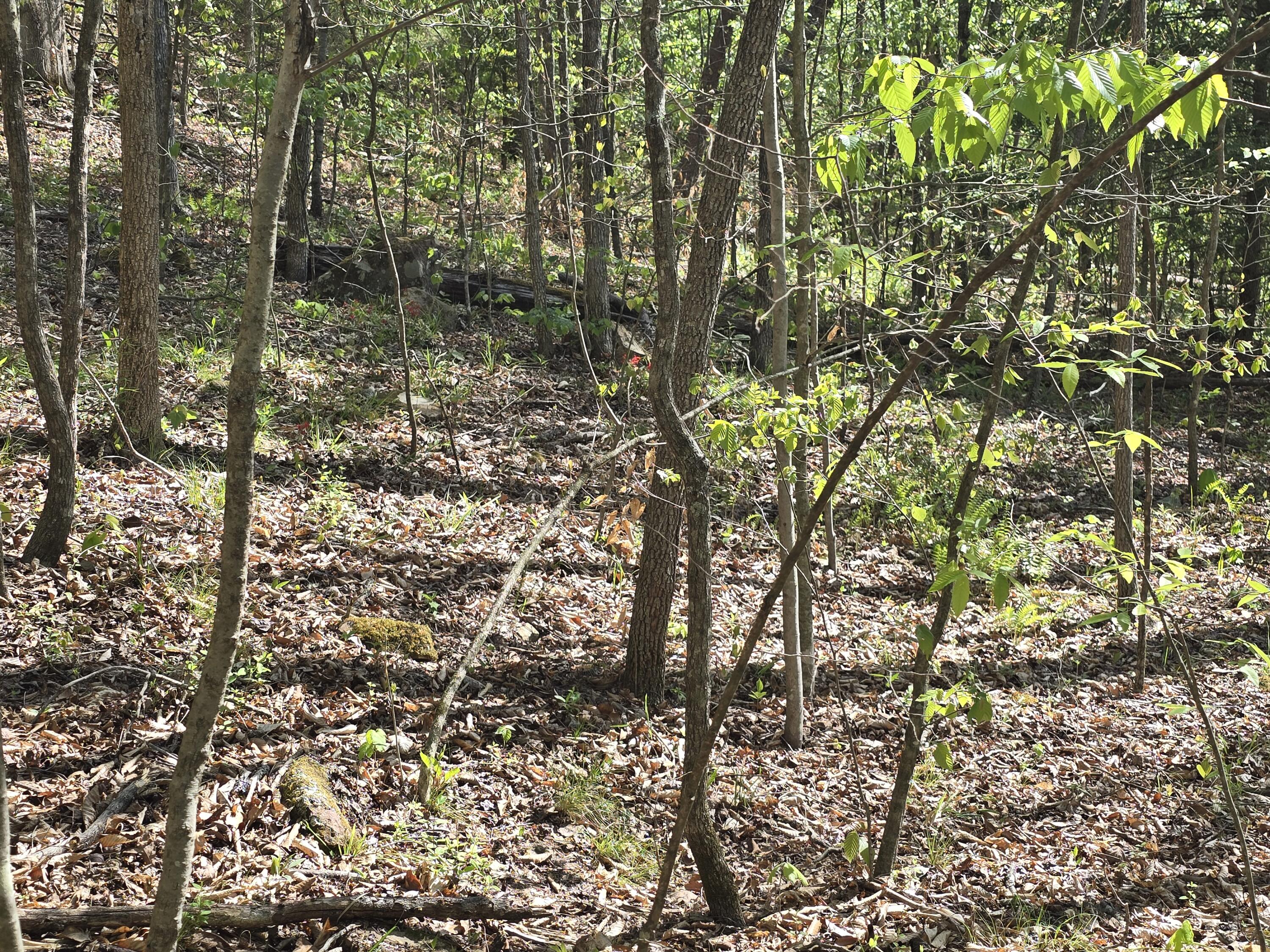 321 Mill Creek Road Jackson, KY 41339 - Photo 8 of 15 20260421_105152