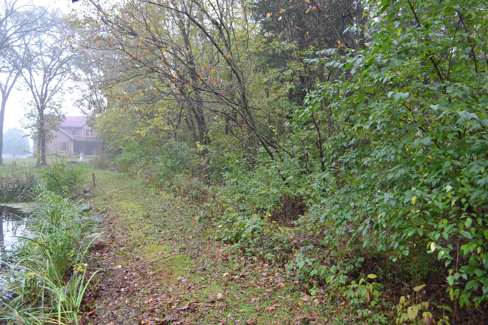 36963 Irish Lane Custer Park, IL 60481 - Photo 40 of 49 a view of a yard with a tree