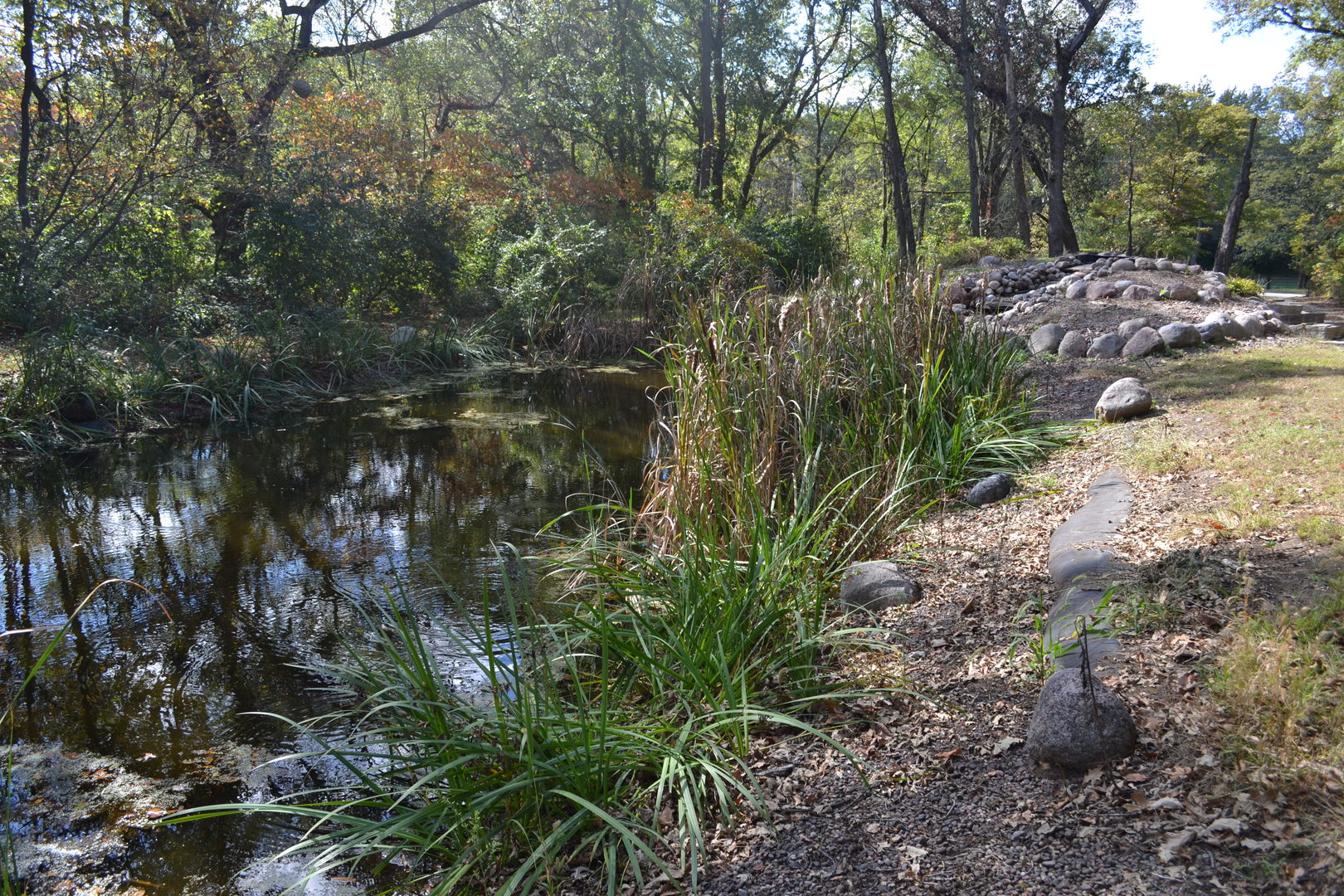 36963 Irish Lane Custer Park, IL 60481 - Photo 46 of 49 a view of a forest filled with trees