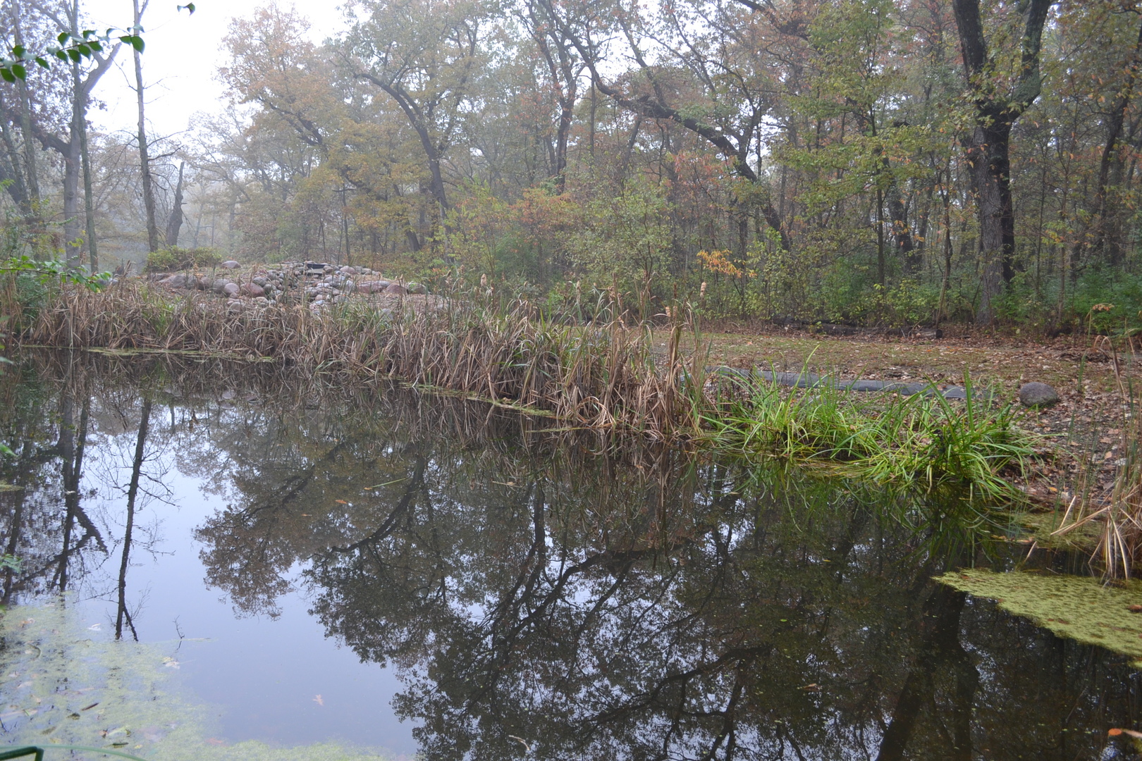 36963 Irish Lane Custer Park, IL 60481 - Photo 48 of 49 a backyard of a house with lots of green space