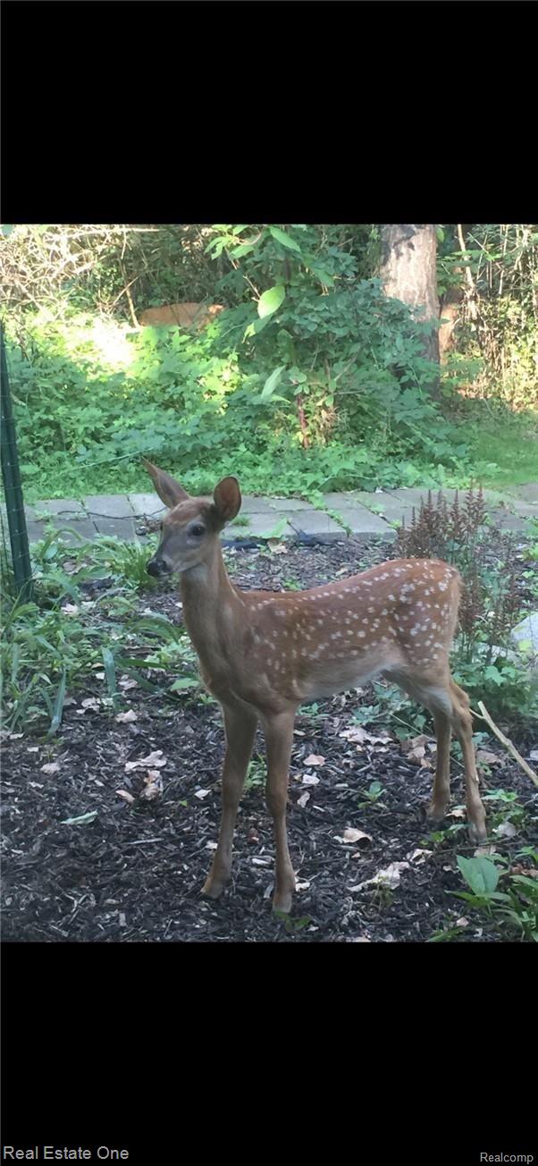 4879 Quarton Road Bloomfield Hills, MI 48301 - Photo 54 of 59 Deer 1.jpeg