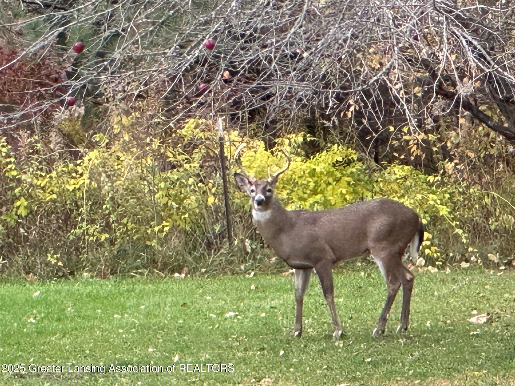 1325 South Watson Road St. Johns, MI 48879 - Photo 36 of 65 Deer at Apple Tree