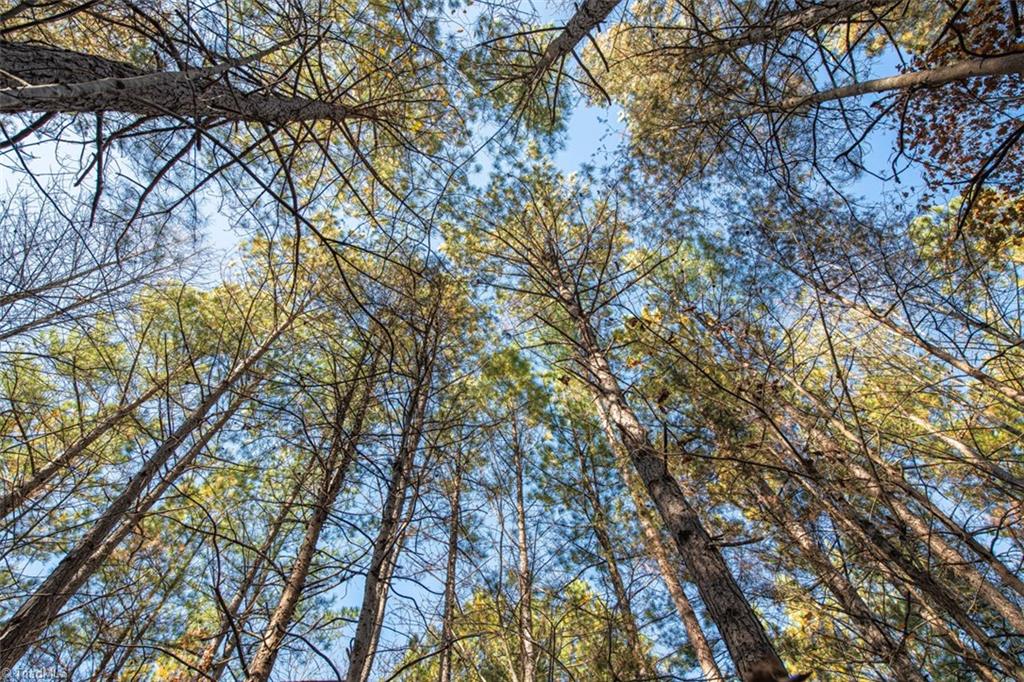 0 Lady Mary Road Stoneville, NC 27048 - Photo 16 of 42