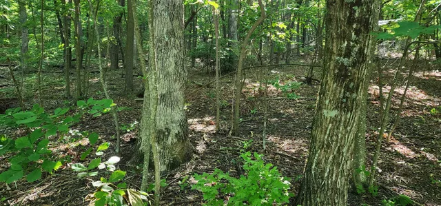 $12,500 | Lot 71 Serpentine Drive, Columbus, NC 28722