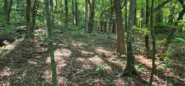$12,500 | Lot 71 Serpentine Drive, Columbus, NC 28722