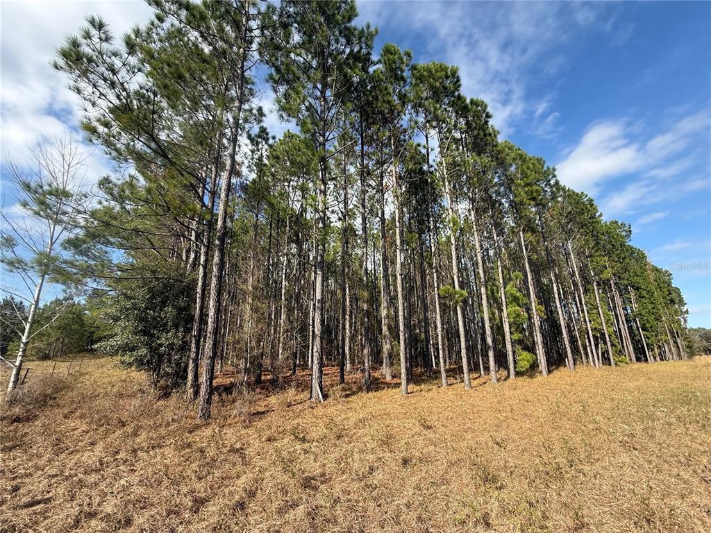 0 Southwest Sr 121 Lake Lake Butler, FL 32054 - Photo 5 of 13