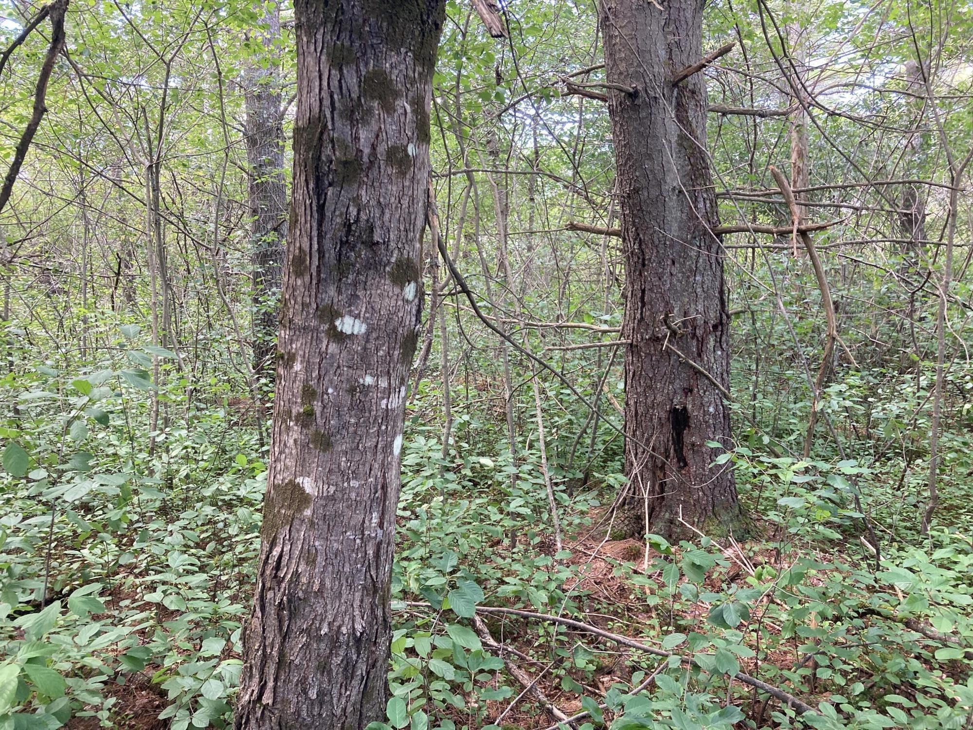 Two 2 Rod Road Gray, ME 04039 - Photo 5 of 6 IMG_0719