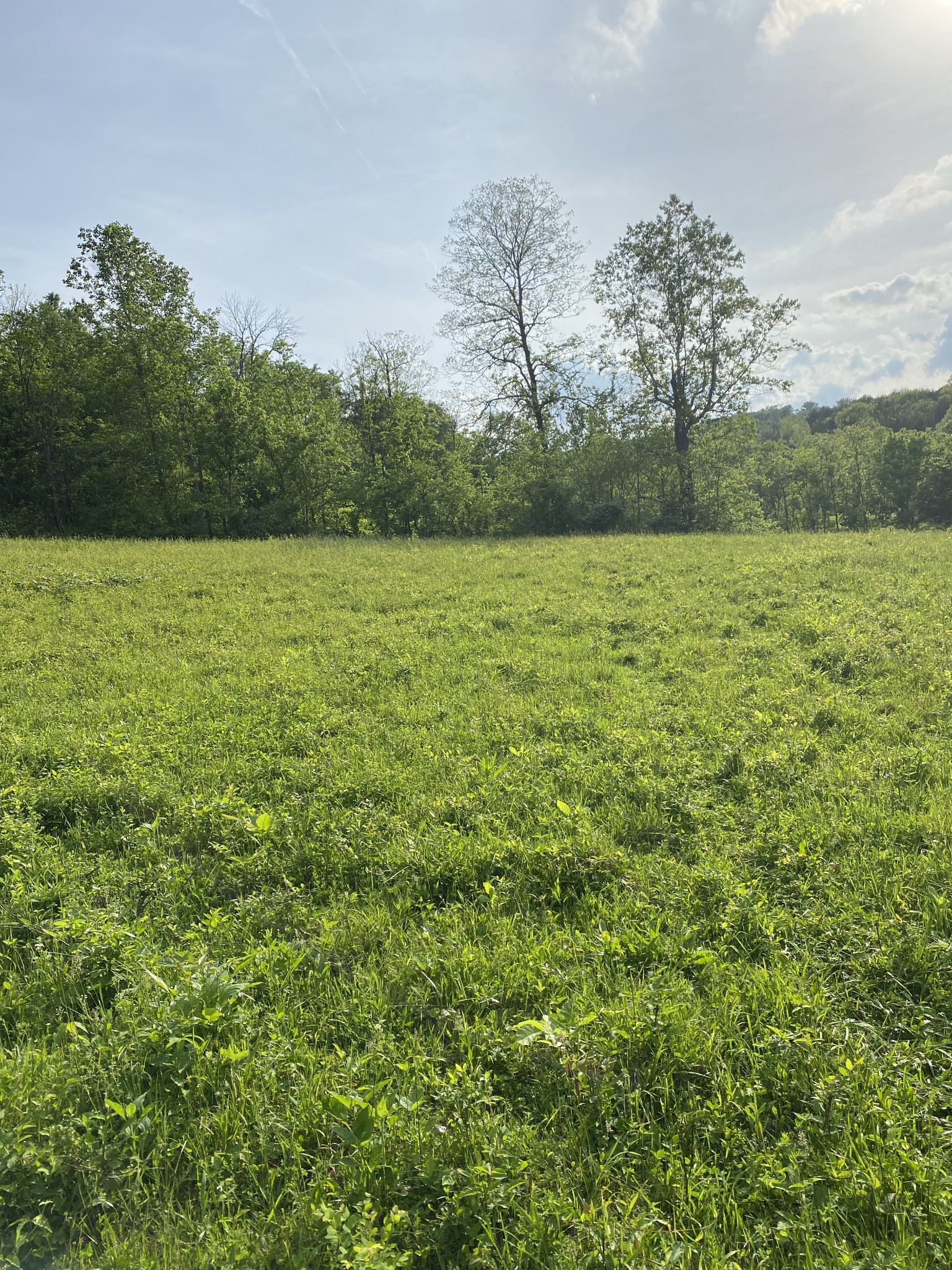 0 Ables Lane Pulaski, TN 38478 - Photo 7 of 17