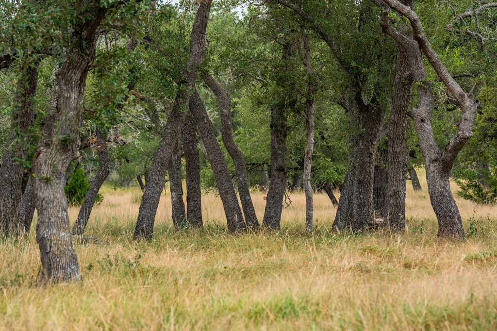 Lot 33 Nott Branch Road, Unit 33 Harper, TX 78631 - Photo 7 of 11