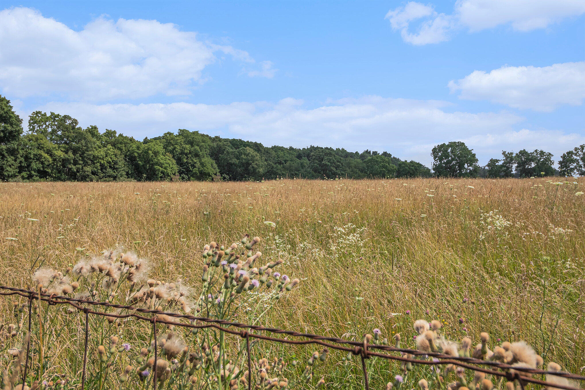 10989 Scio Church Road Chelsea, MI 48118 - Photo 53 of 80 Pasture