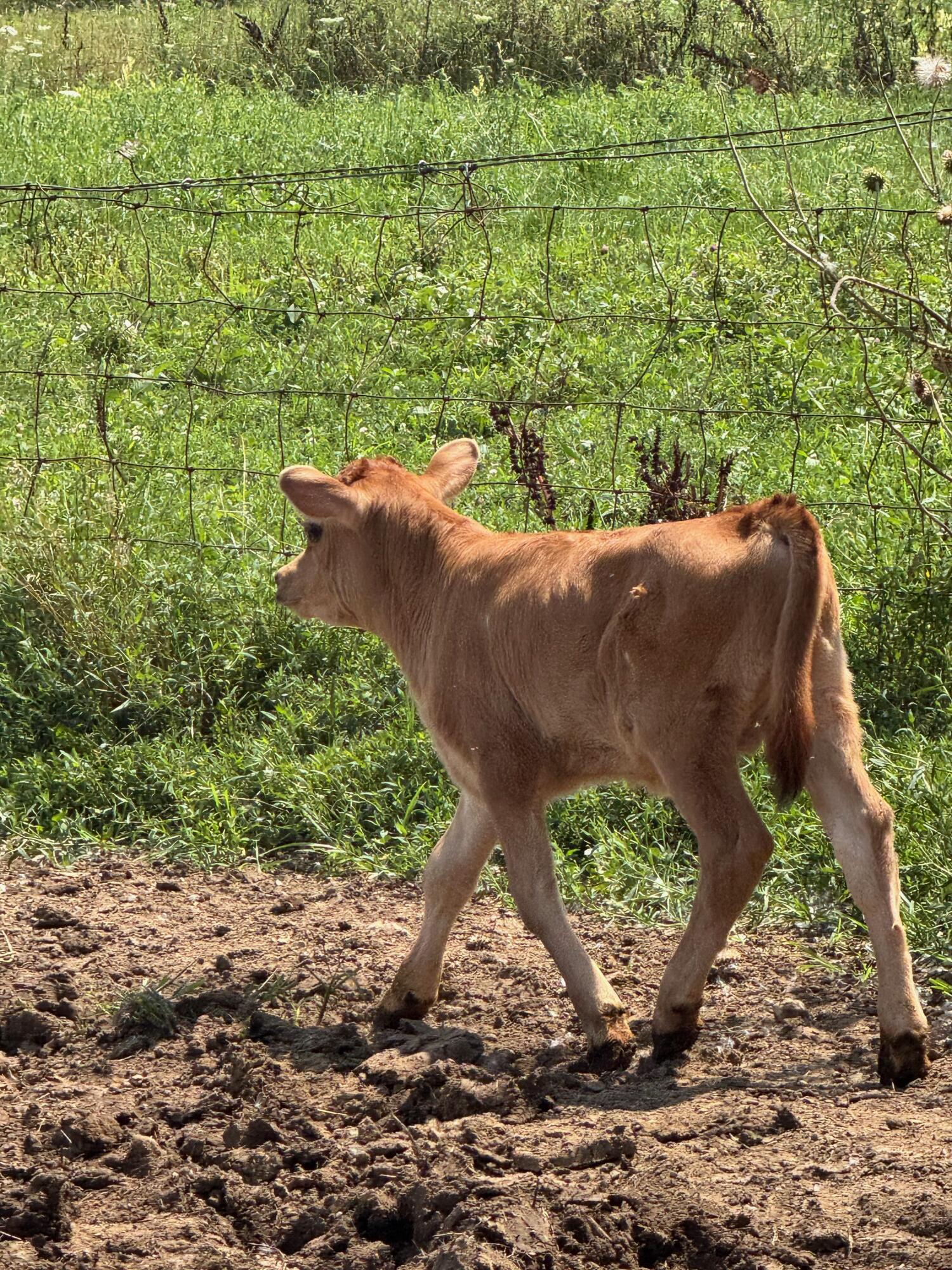 10989 Scio Church Road Chelsea, MI 48118 - Photo 65 of 80 New Calf