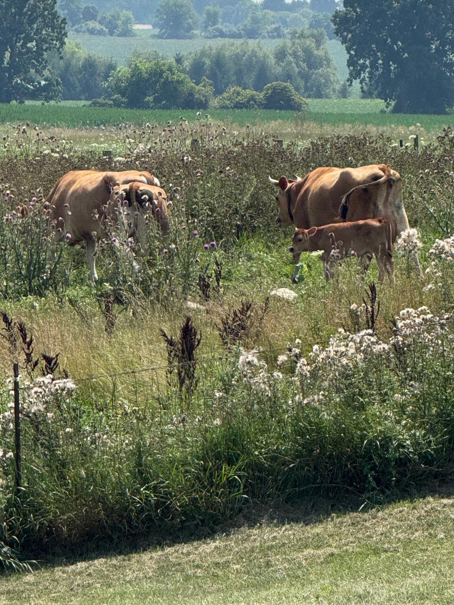 10989 Scio Church Road Chelsea, MI 48118 - Photo 67 of 80 Cows