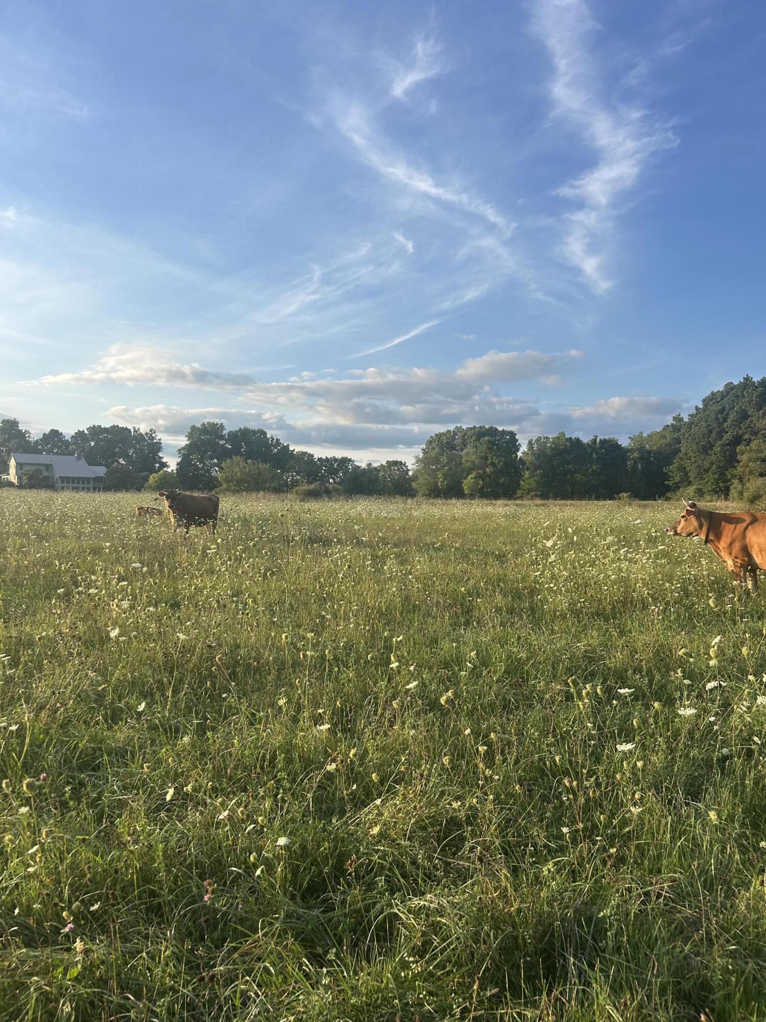 10989 Scio Church Road Chelsea, MI 48118 - Photo 68 of 80 IMG_4008