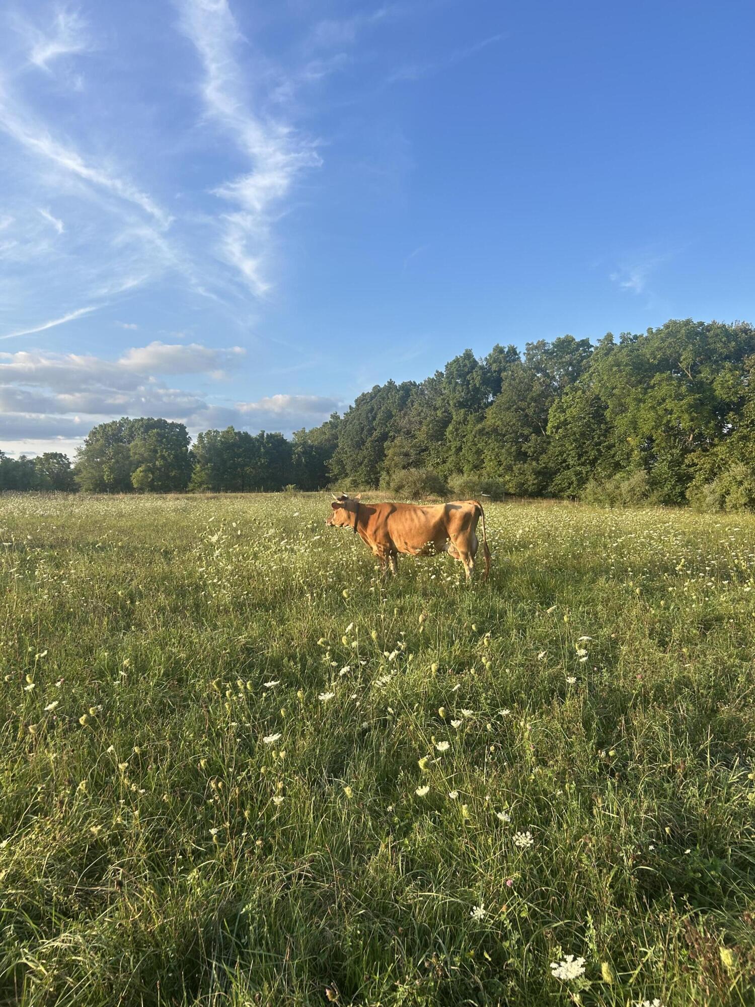 10989 Scio Church Road Chelsea, MI 48118 - Photo 69 of 80 IMG_4007