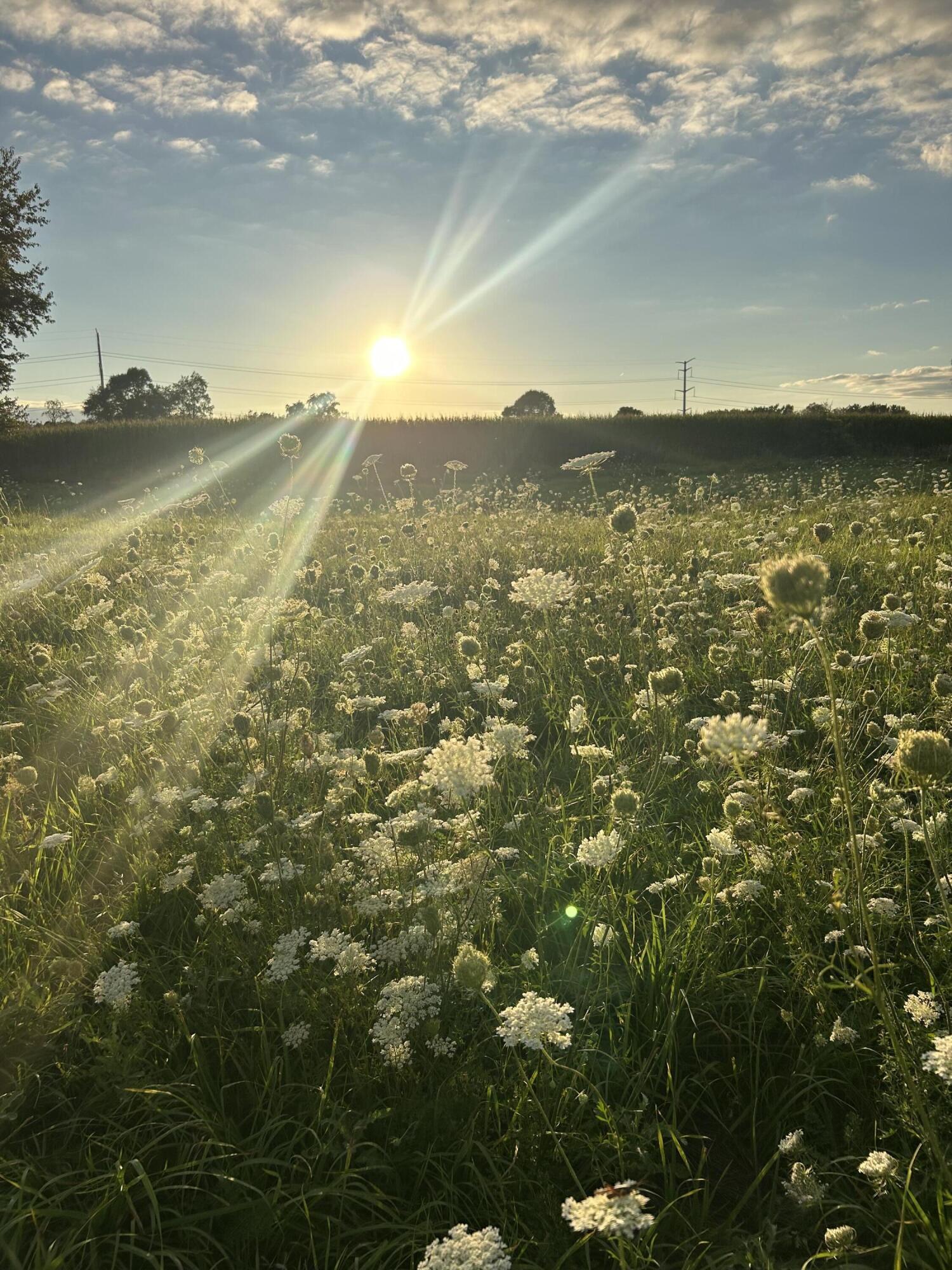 10989 Scio Church Road Chelsea, MI 48118 - Photo 79 of 80 IMG_3992