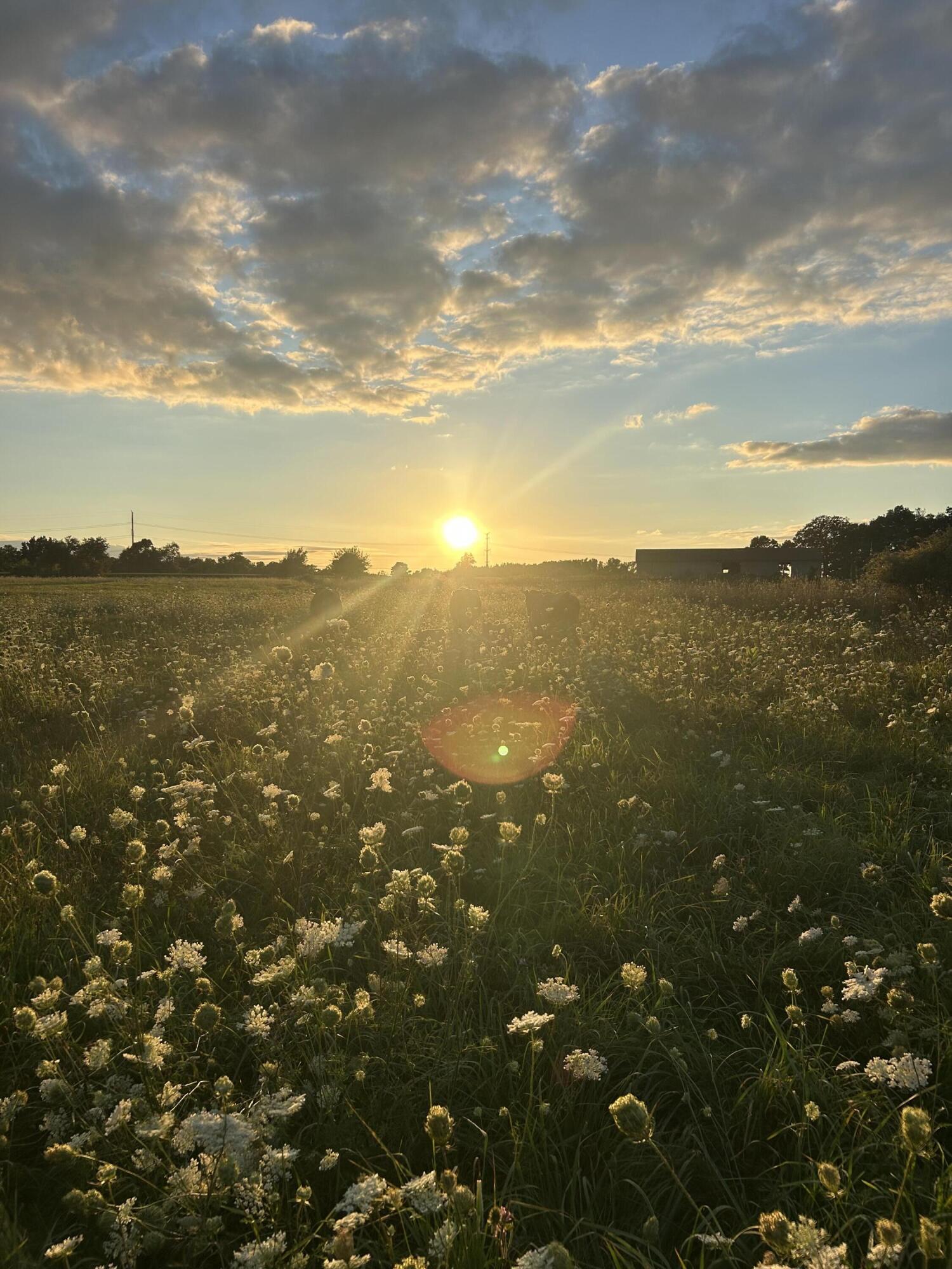 10989 Scio Church Road Chelsea, MI 48118 - Photo 80 of 80 IMG_3996