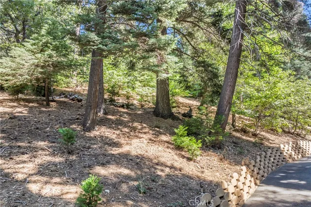 a view of a lush green forest with a tree