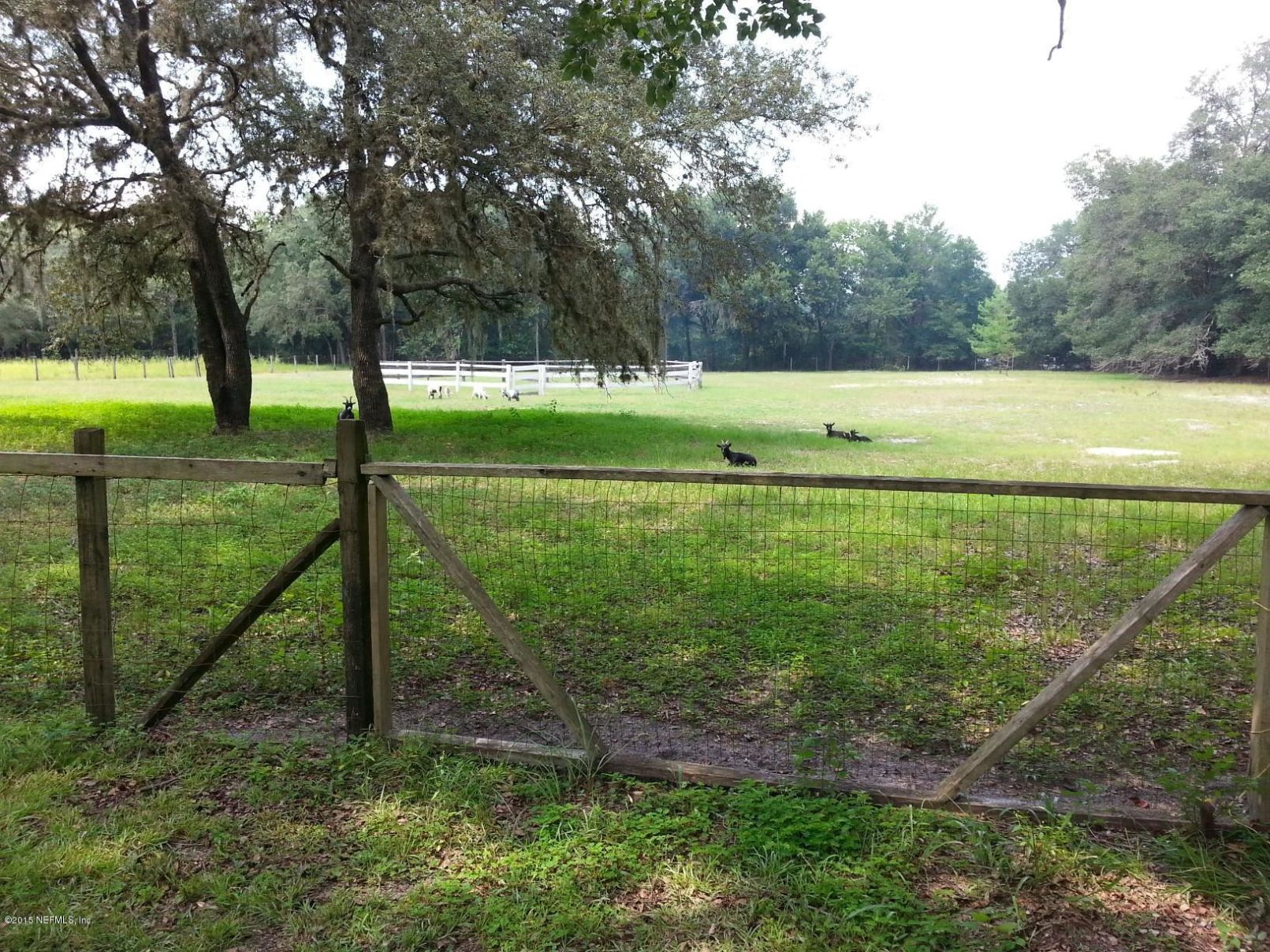 468 Minshew Road Pierson, FL 32180 - Photo 10 of 13 20140817_151119