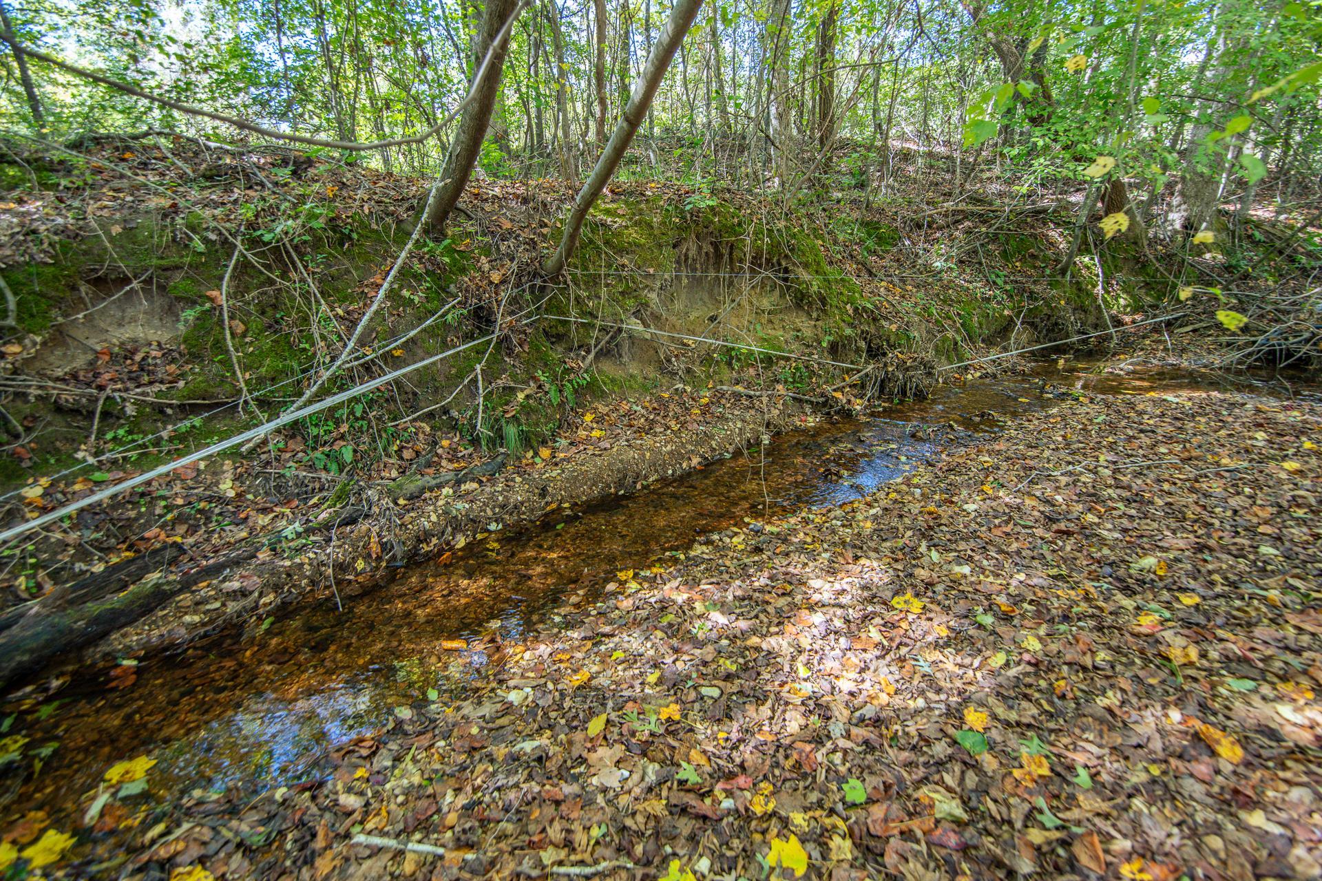 3540 Damon Road Michie, TN 38357 - Photo 39 of 40 a view of a yard with plants and large trees