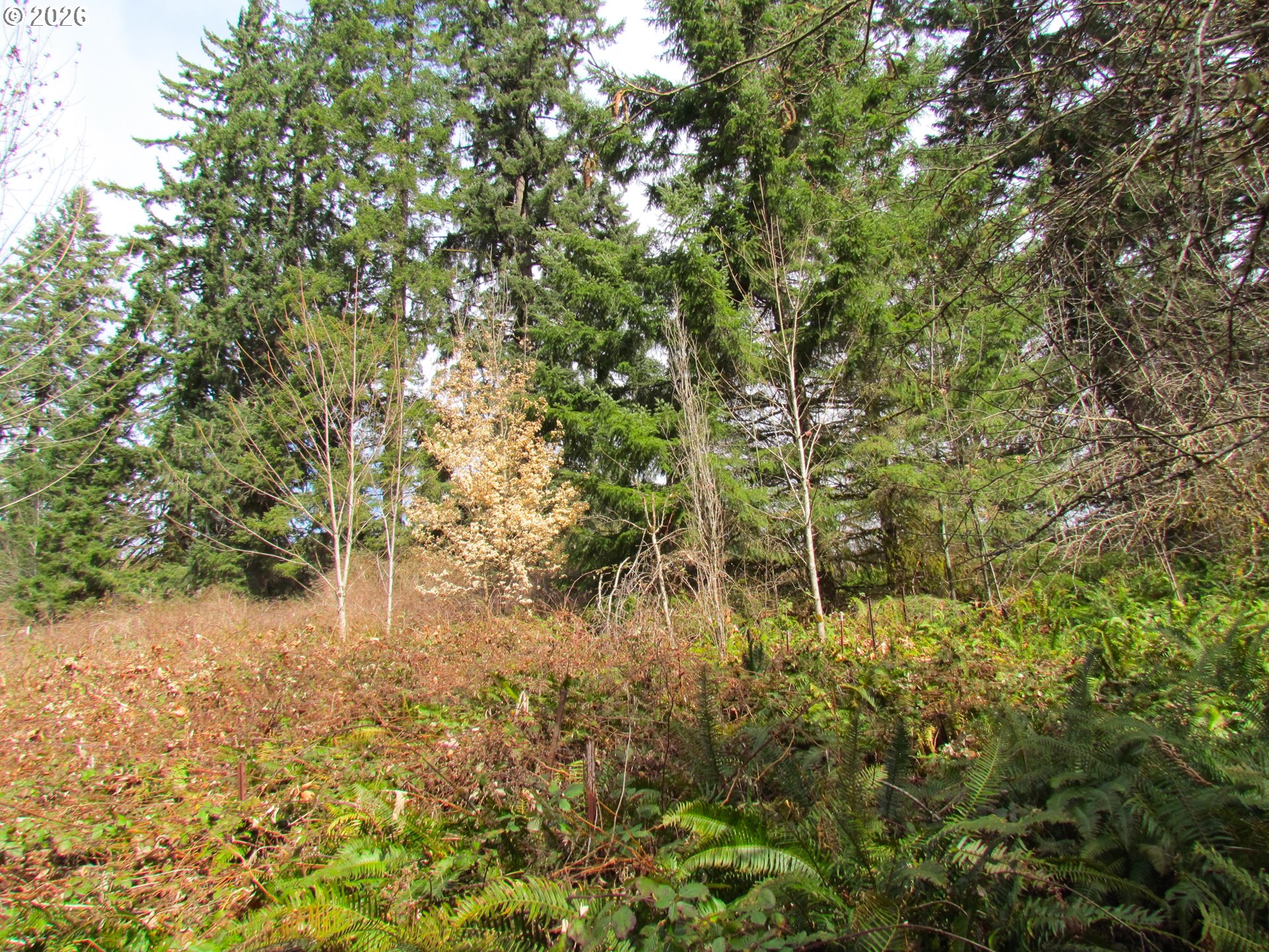 31191 New Kirk Road Scappoose, OR 97056 - Photo 8 of 10 a view of a yard with plants and trees