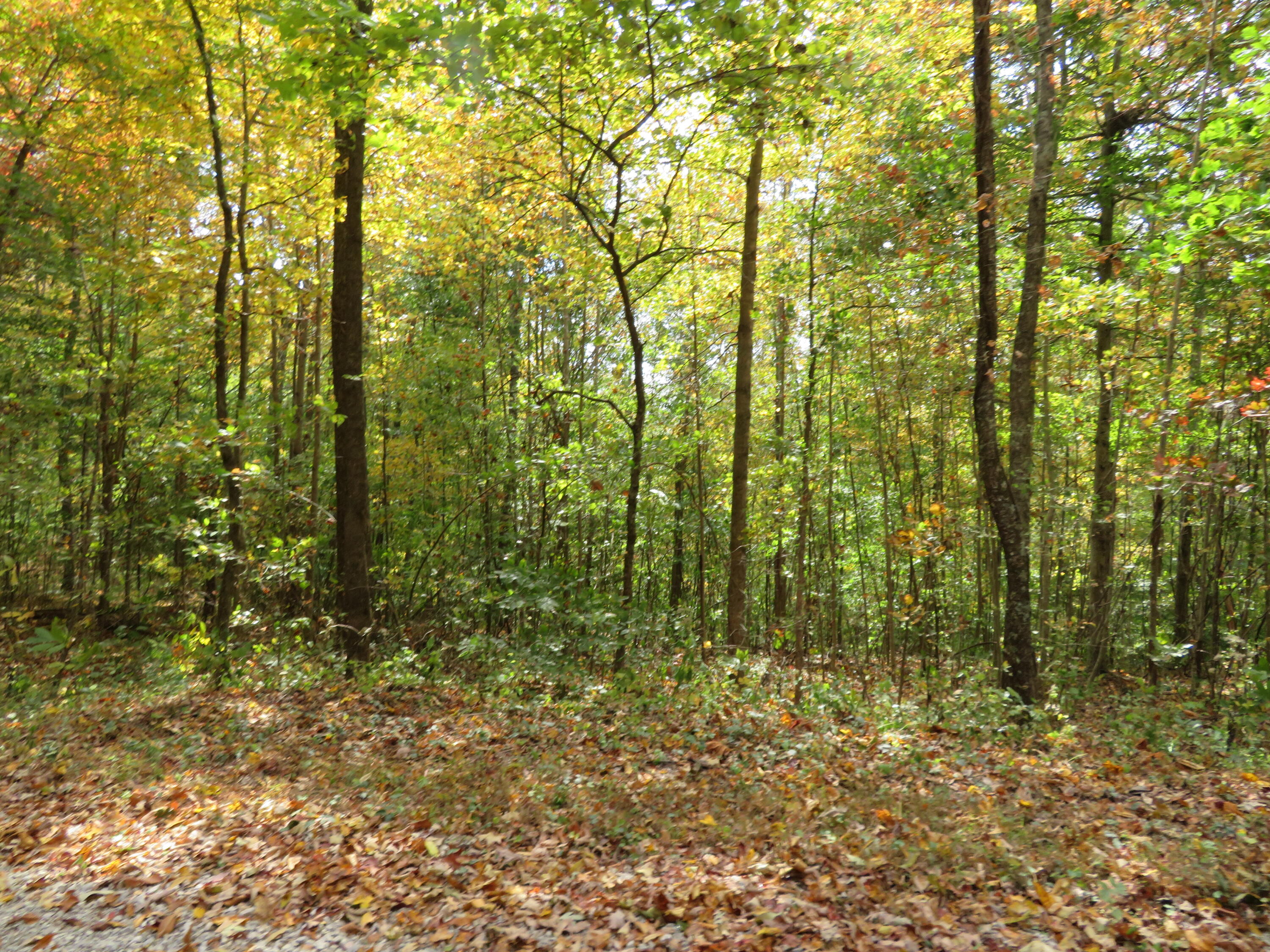 0 Shady Grove Road Mount Vernon, KY 40456 - Photo 6 of 24 IMG_3103