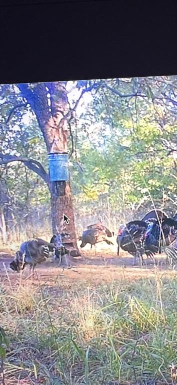 2913 County Line Road Chico, TX 76431 - Photo 18 of 18 a view of a yard with an outdoor space