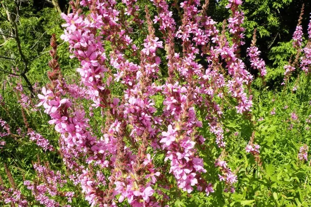 $597,000 | 8043 Galway Road, Woodbury, MN 55125